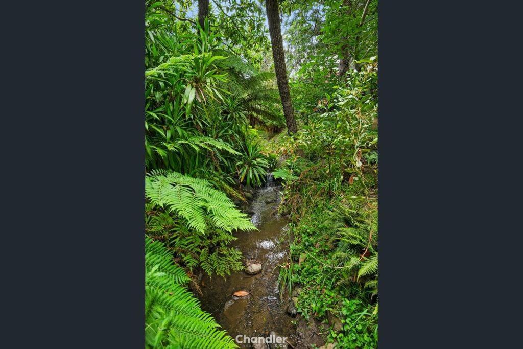 Paddys Creek Retreat Villa Upwey Dış mekan fotoğraf